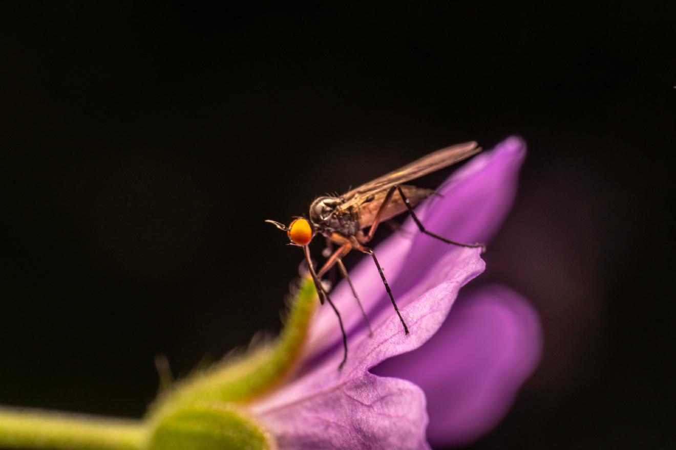 Dance Flies – No. 2