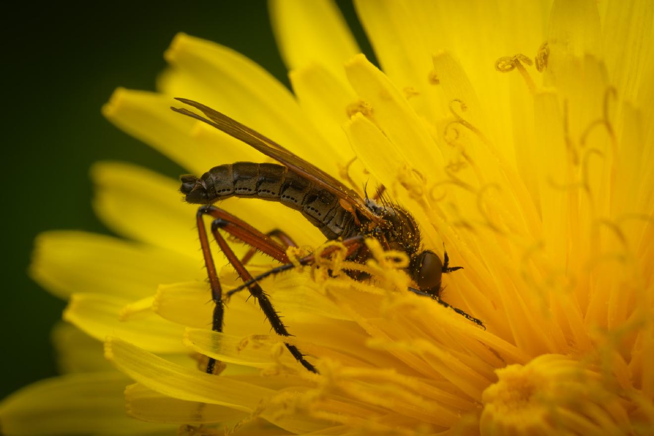 Dance Flies – No. 3