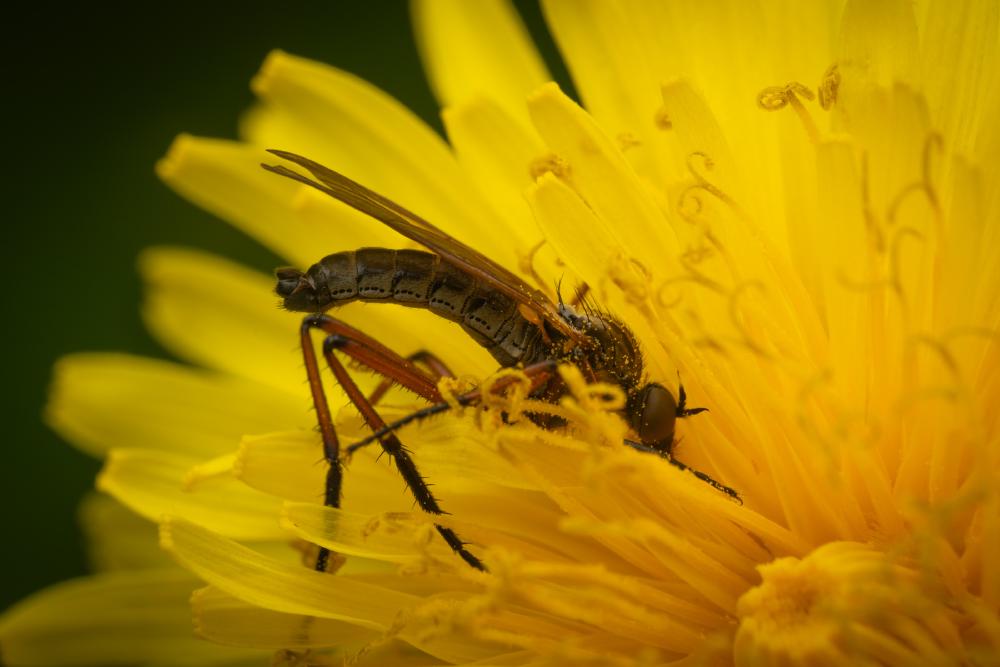 August 10, 2025 – Issue No. 723
– Issue No. 723: “Dance Flies“ Dance Flies
