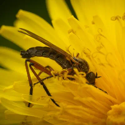Tanzfliegen