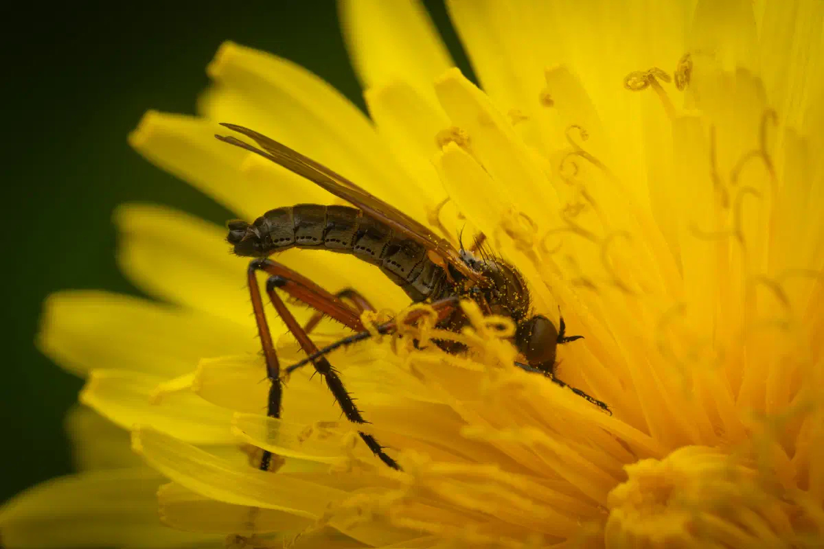 Tanzfliegen – No. 3