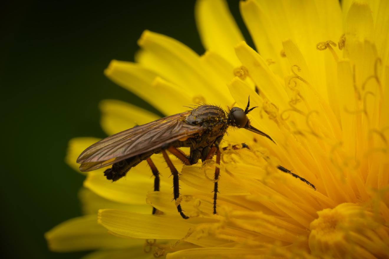 Dance Flies – No. 4