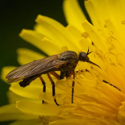 Dance Flies