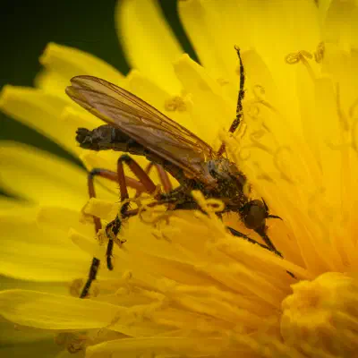 Dance Flies
