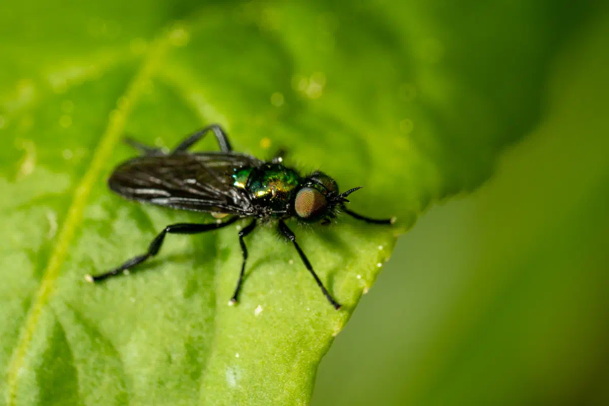 Black-horned Gem Fly
