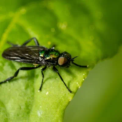 Black-horned Gem Fly