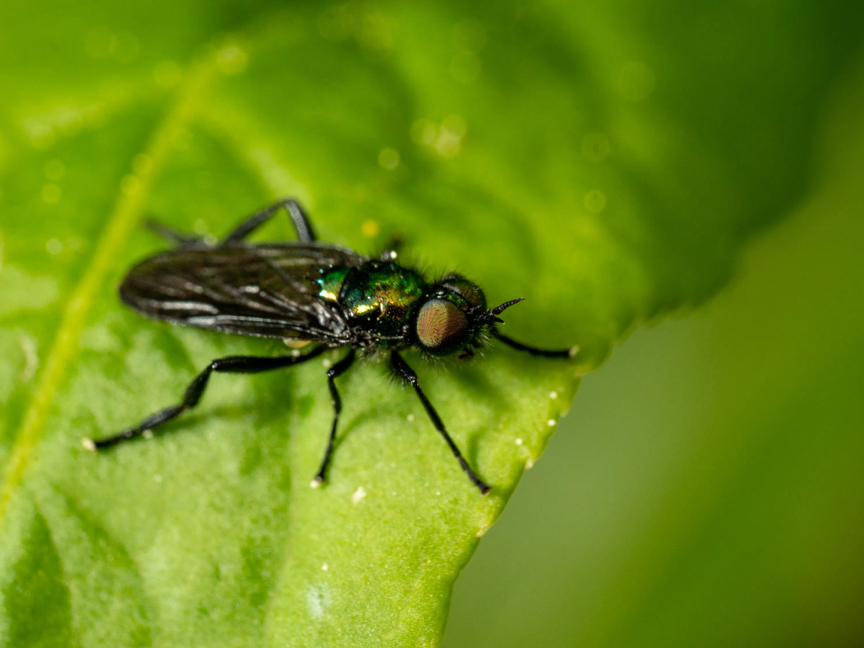 Black-horned Gem Fly