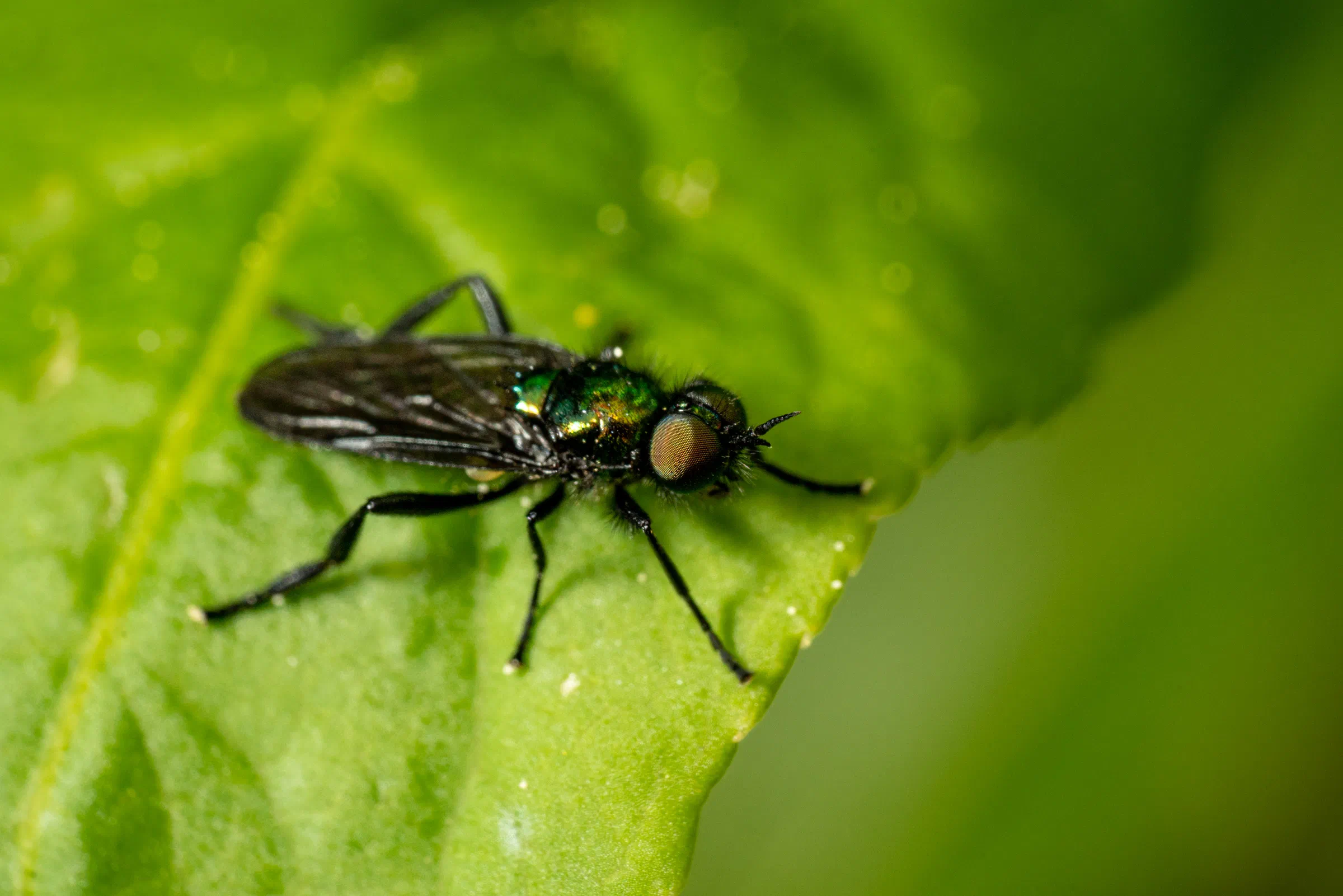 Microchrysa polita