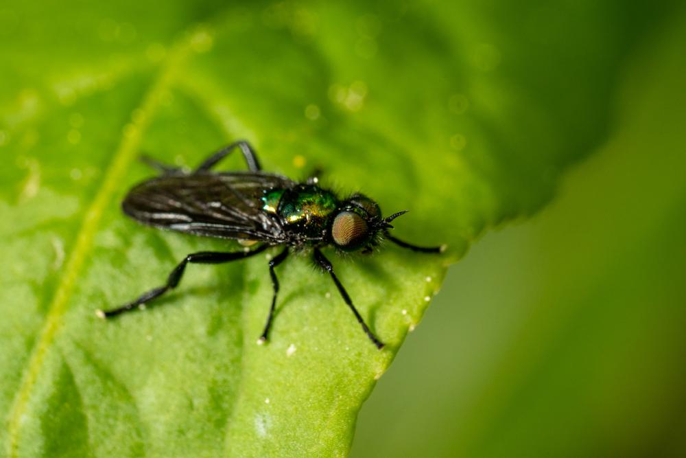 March 17, 2024 – Issue No. 212
– Issue No. 212: “Black-horned Gem Fly“ Black-horned Gem Fly
