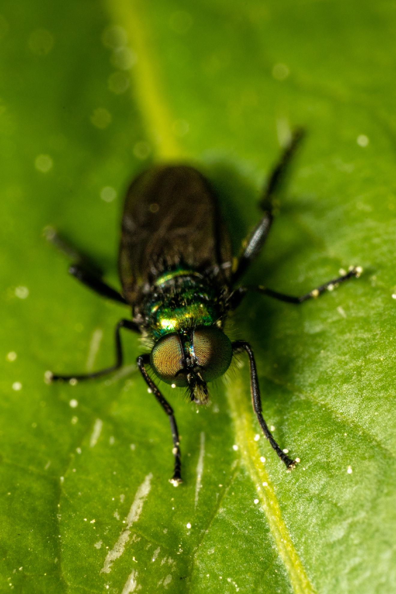 Black-horned Gem Fly – No. 2