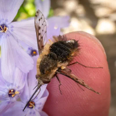 Bombylius discolor