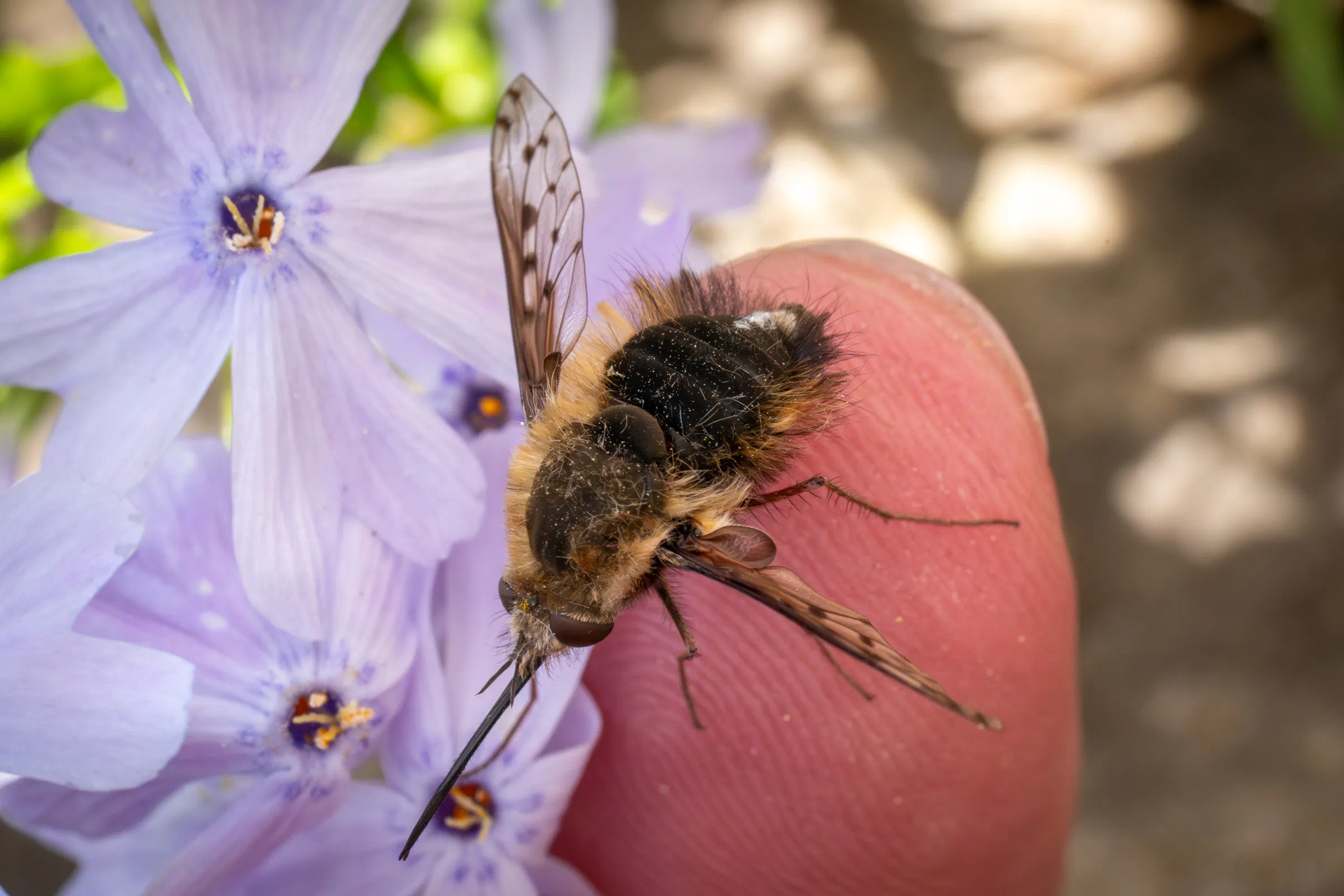 Bombyle à ailes tachetées