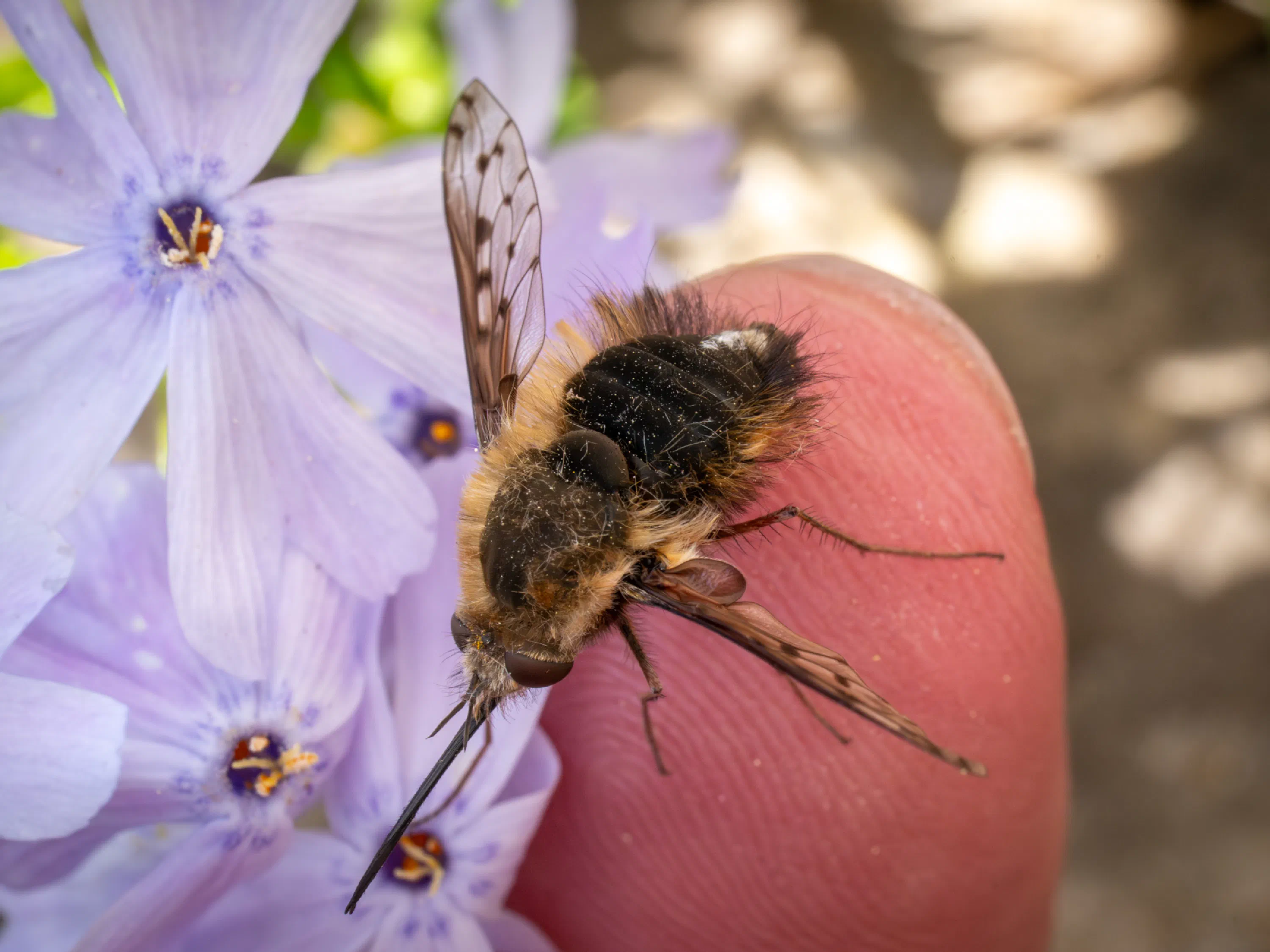 Bombyle à ailes tachetées