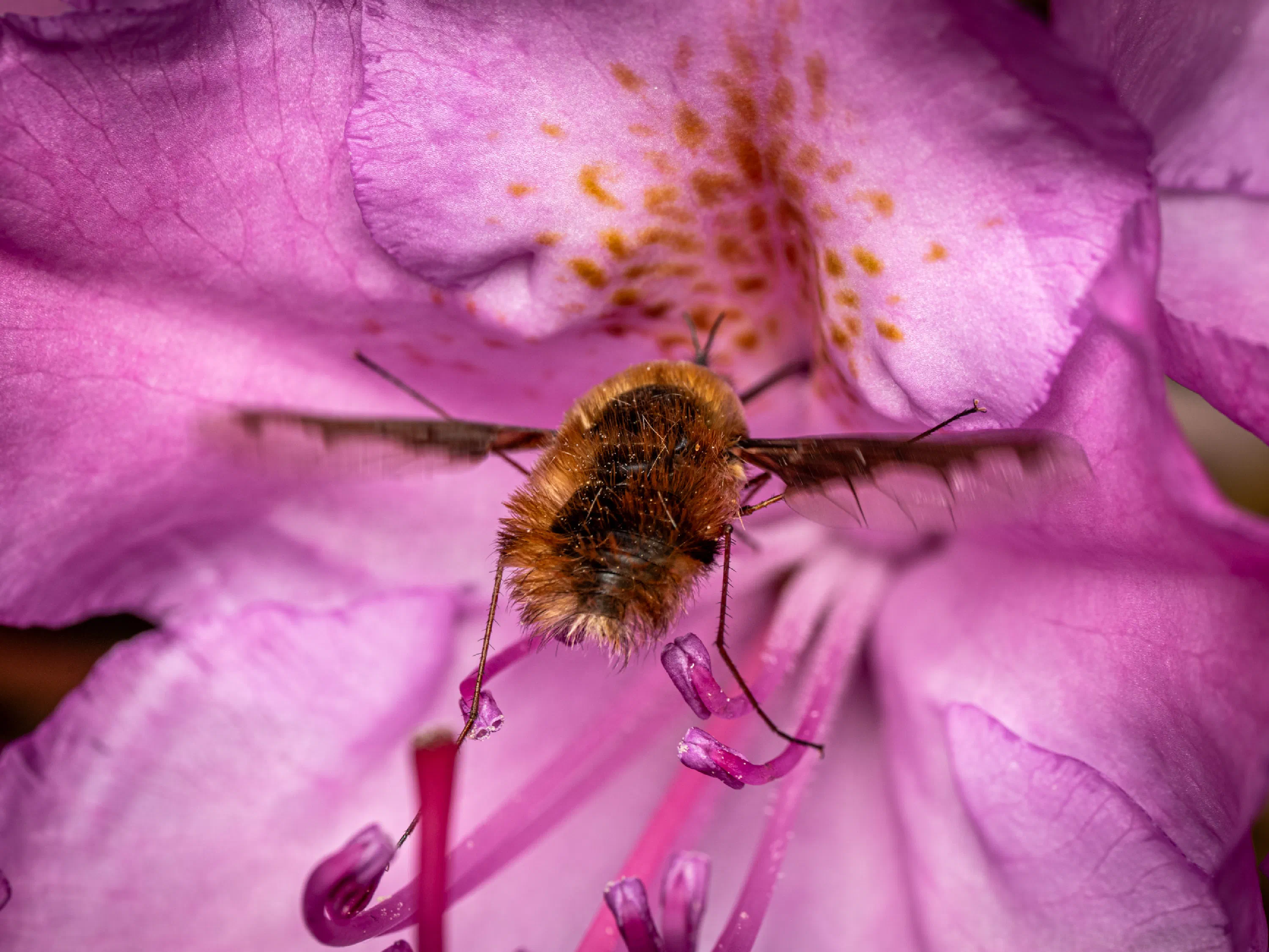 Greater Bee Fly