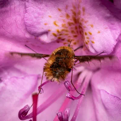 Bombylius major