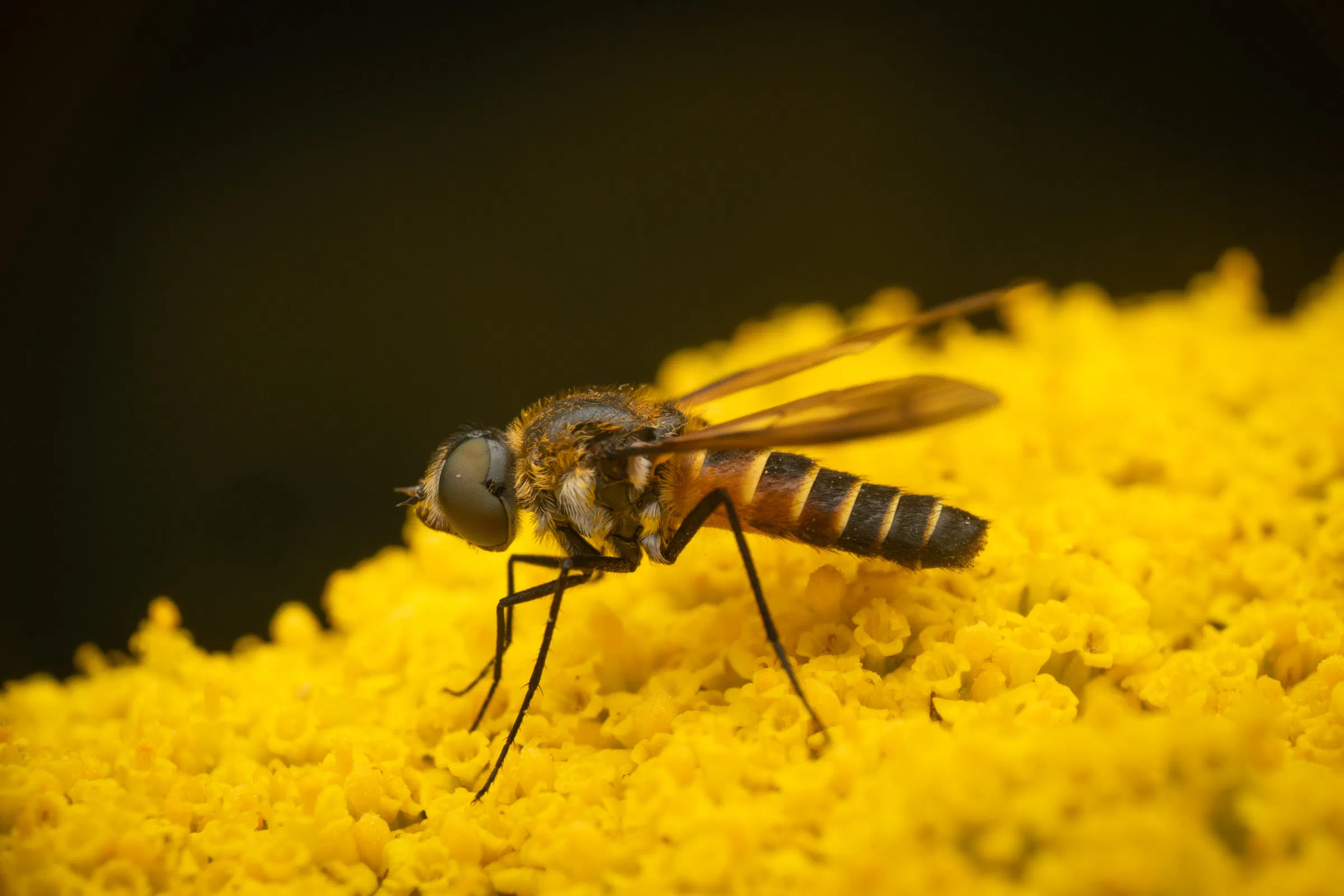 Lomatia lateralis