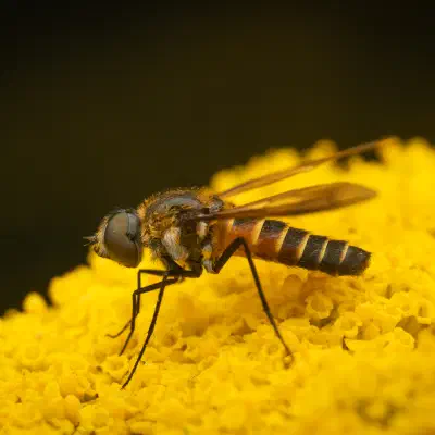 Lomatia lateralis