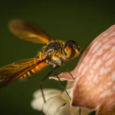 Lomatia lateralis