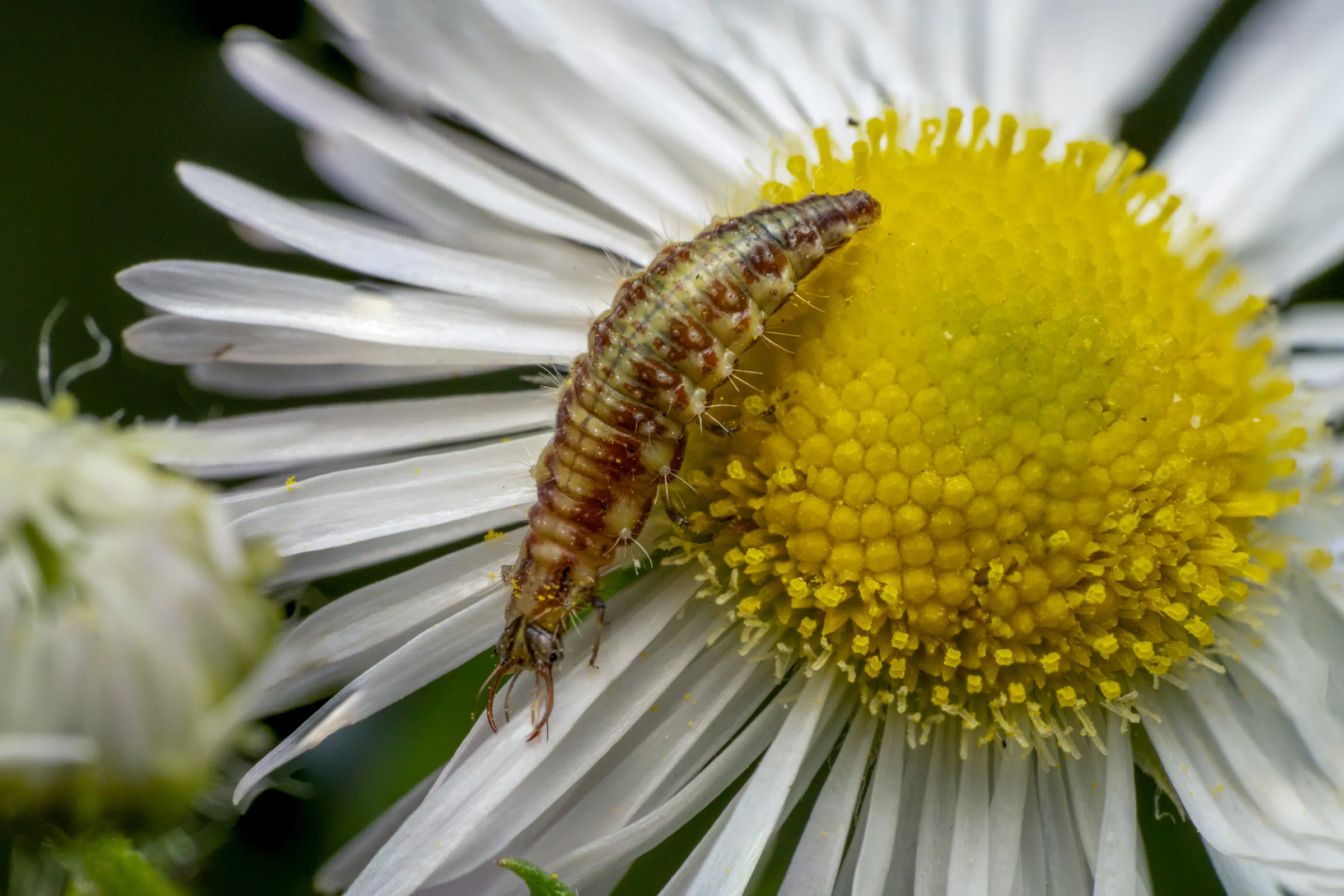 Gemeine Florfliege