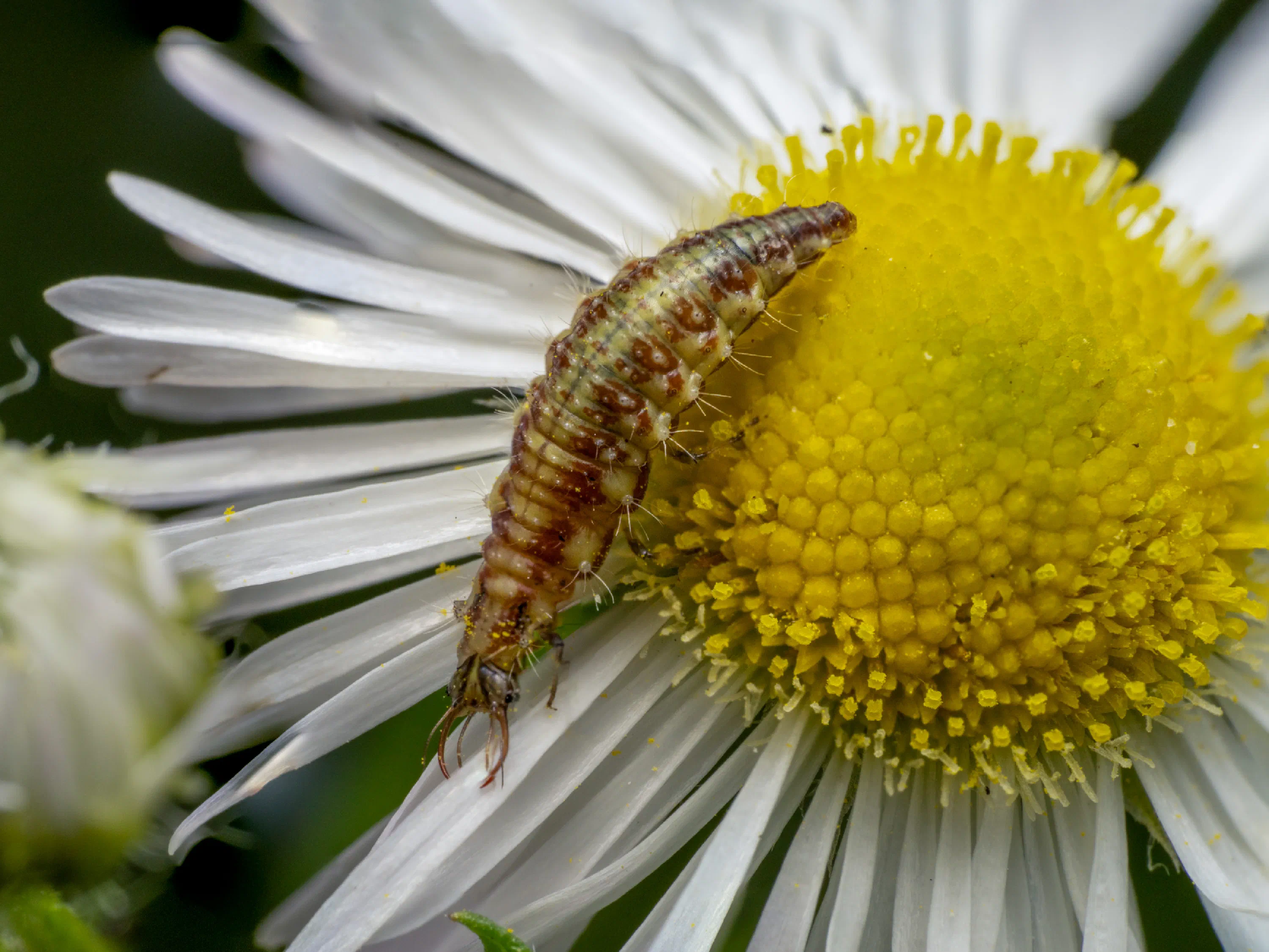 Chrysoperla carnea