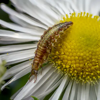 Gemeine Florfliege