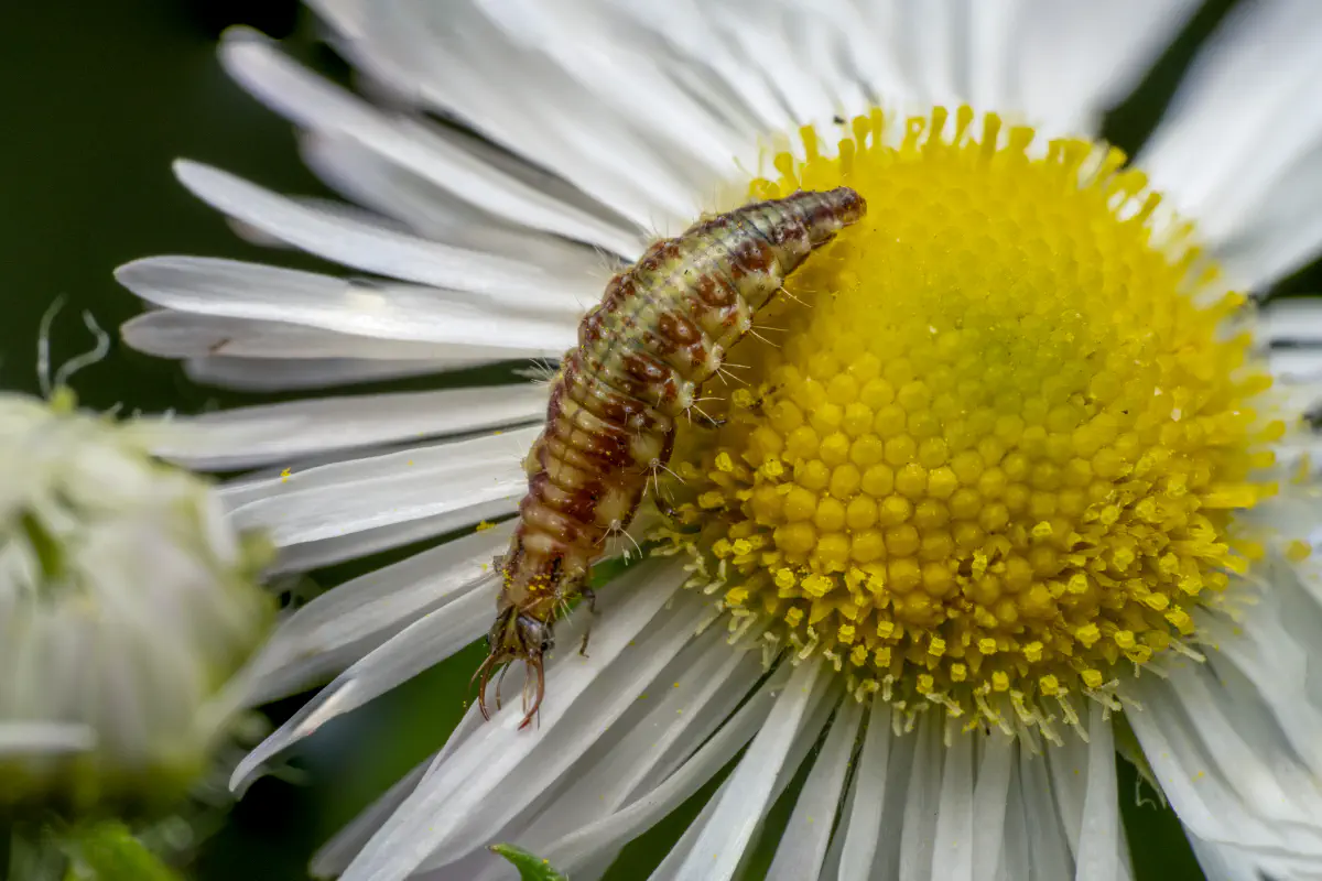Gemeine Florfliege