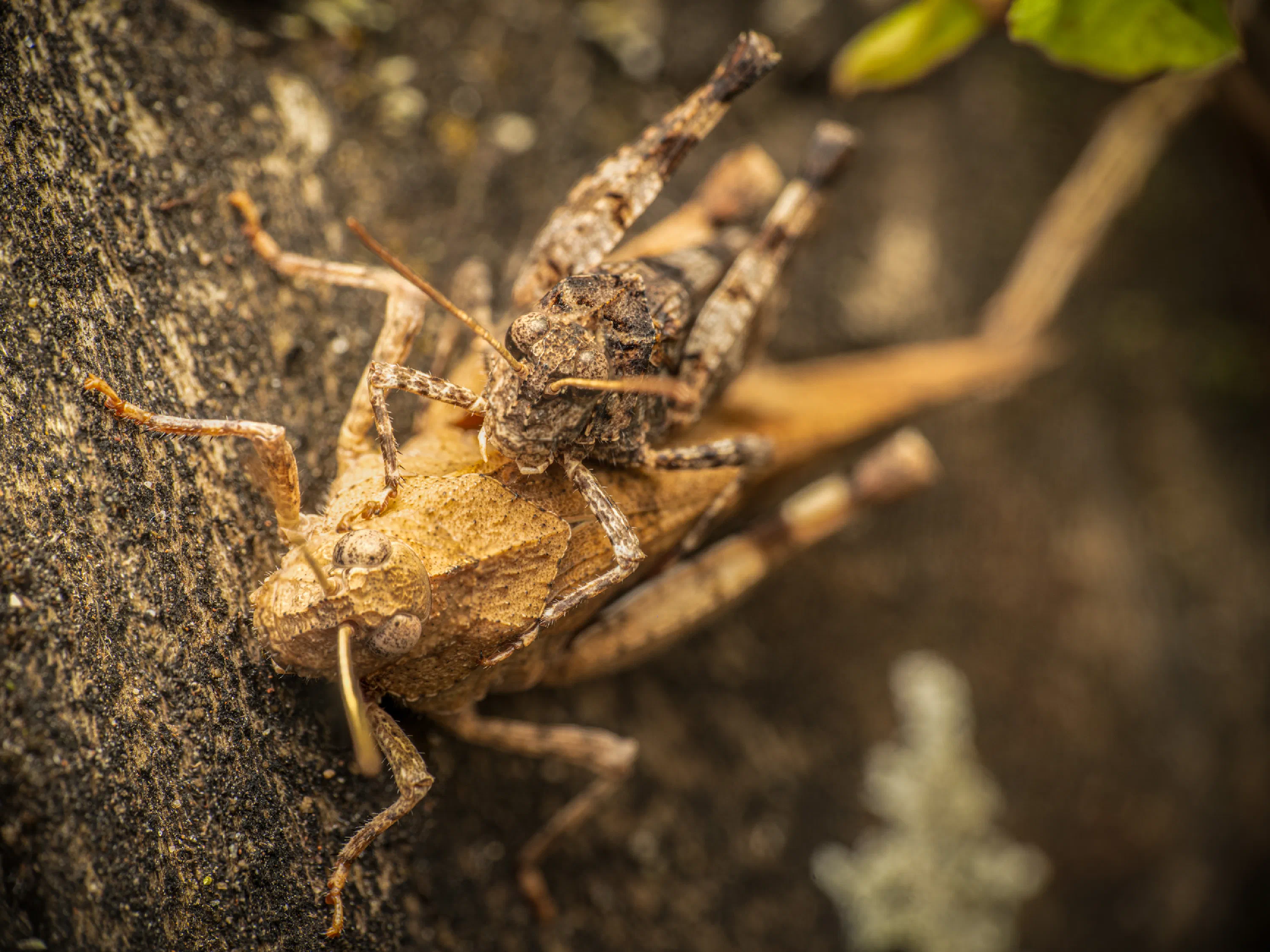 Blue-winged Grasshopper