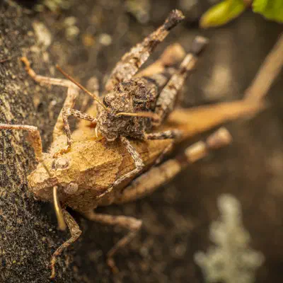 Saltamontes de alas azules