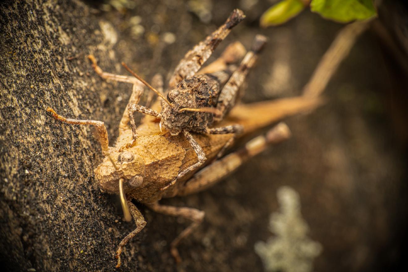 Blue-winged Grasshopper – No. 1