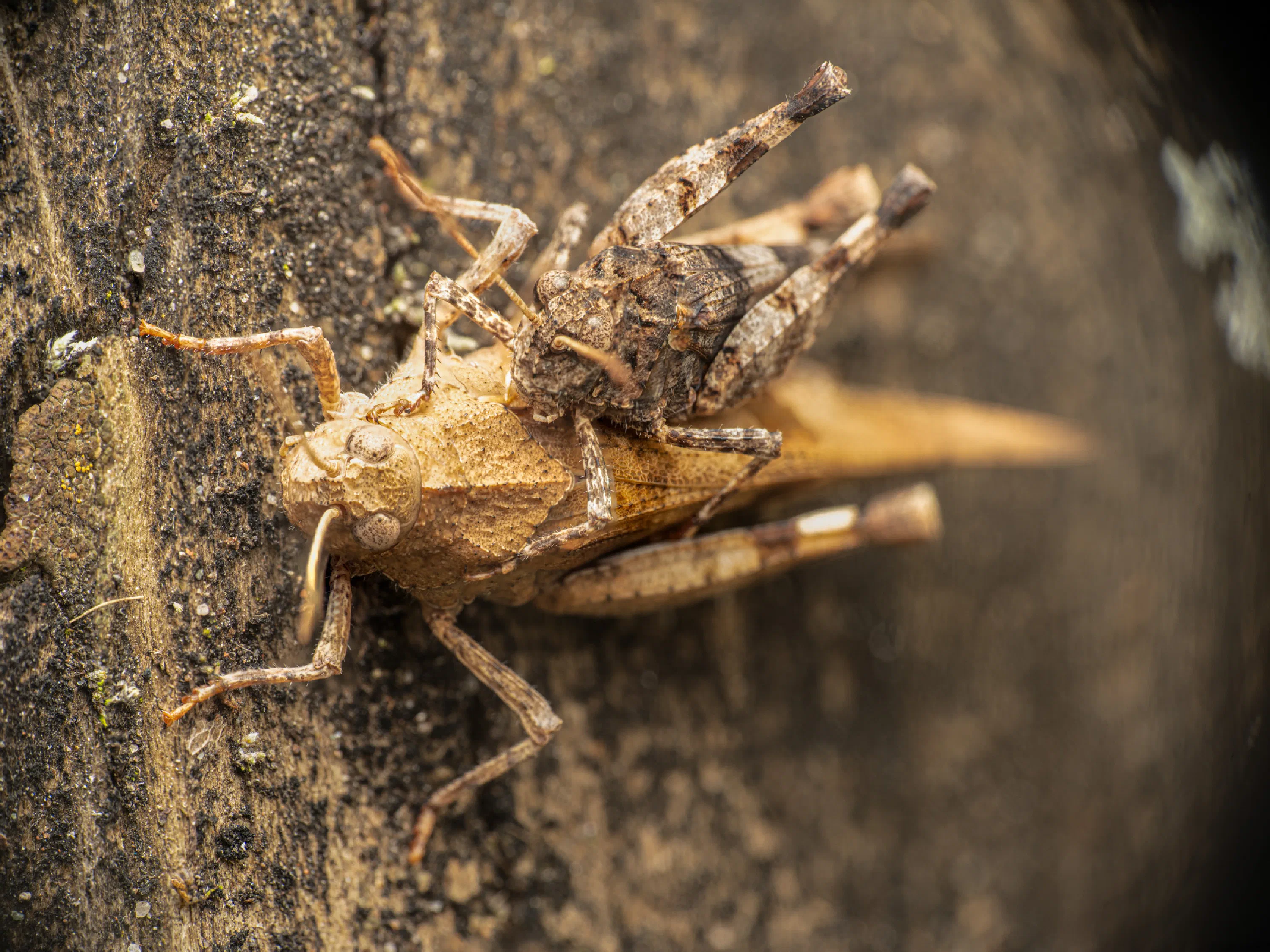 Blue-winged Grasshopper