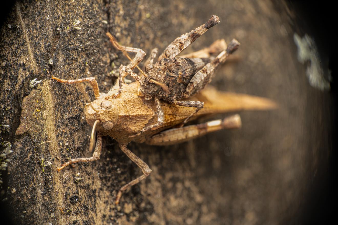 Blue-winged Grasshopper – No. 2
