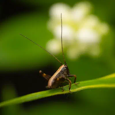 Grasshoppers, Crickets, and Katydids
