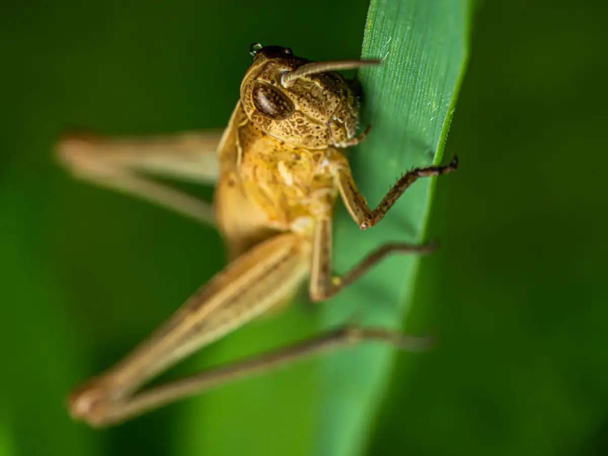 Locomotive Grasshopper