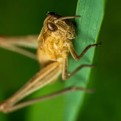 Chorthippus apricarius