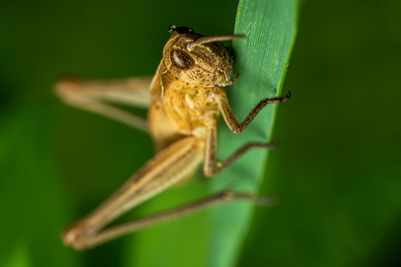Locomotive Grasshopper – No. 1
