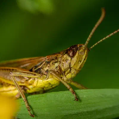 Chorthippus apricarius