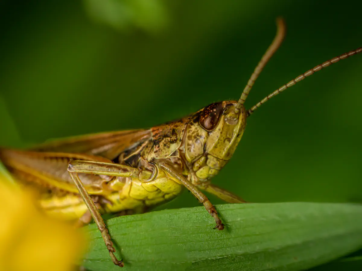 Locomotive Grasshopper