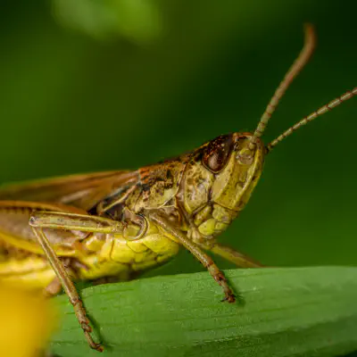 Feldgrashüpfer