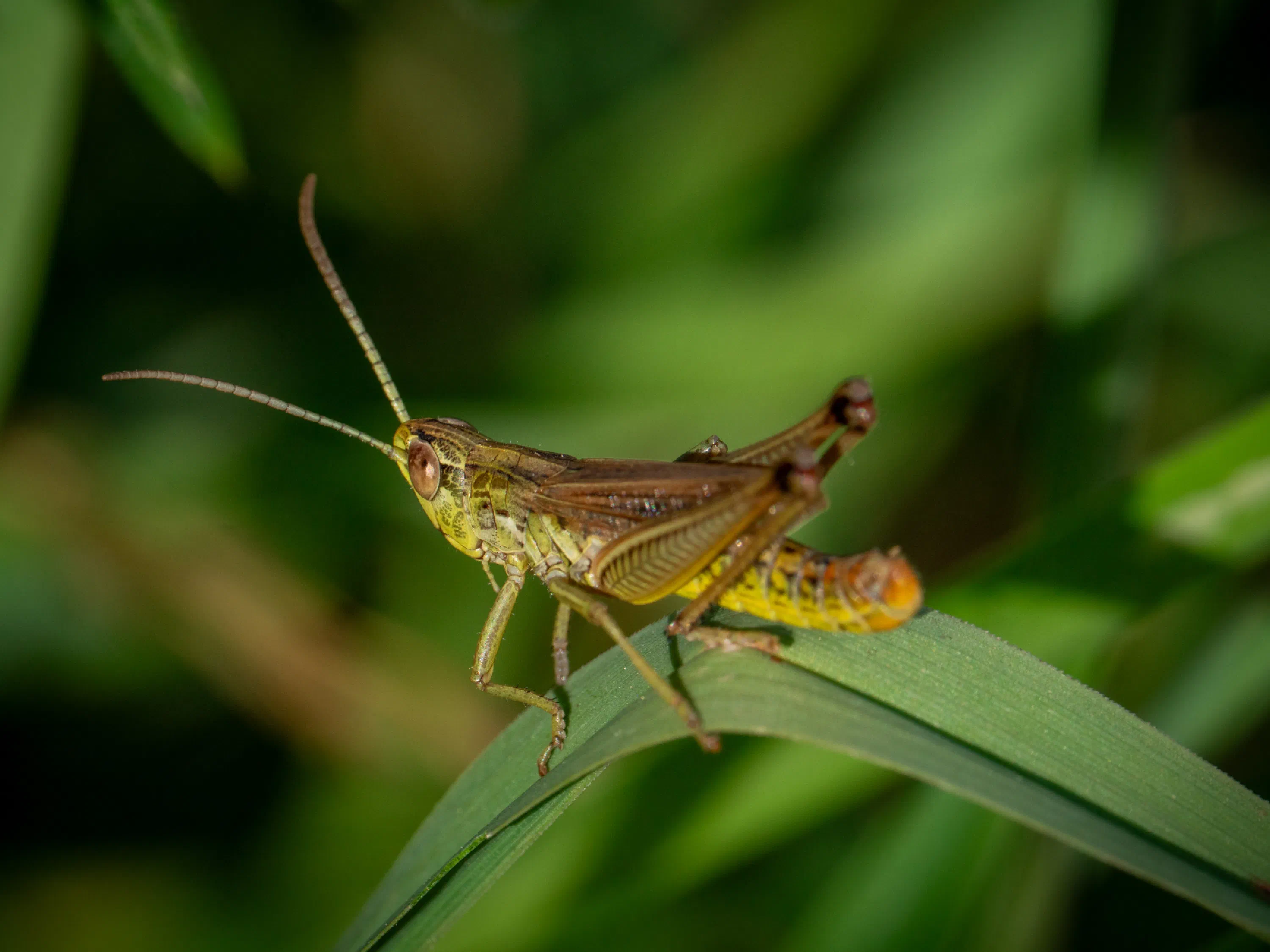 Meadow Grasshopper