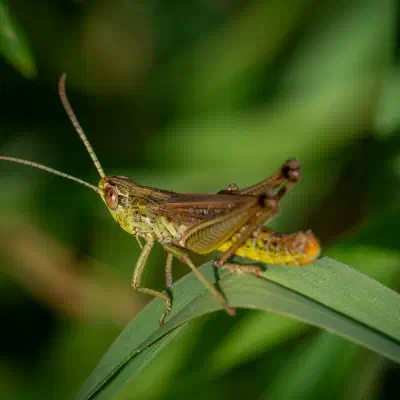 Meadow Grasshopper