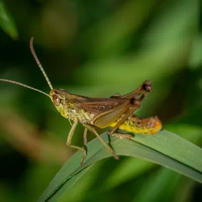 Saltamontes de los Prados