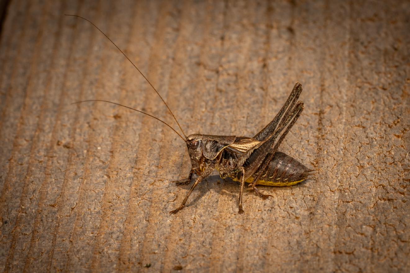 Gewöhnliche Strauchschrecke