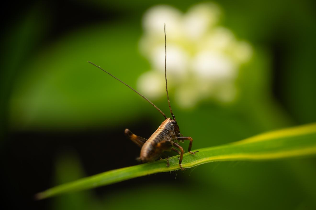 Dark Bush-cricket – No. 1