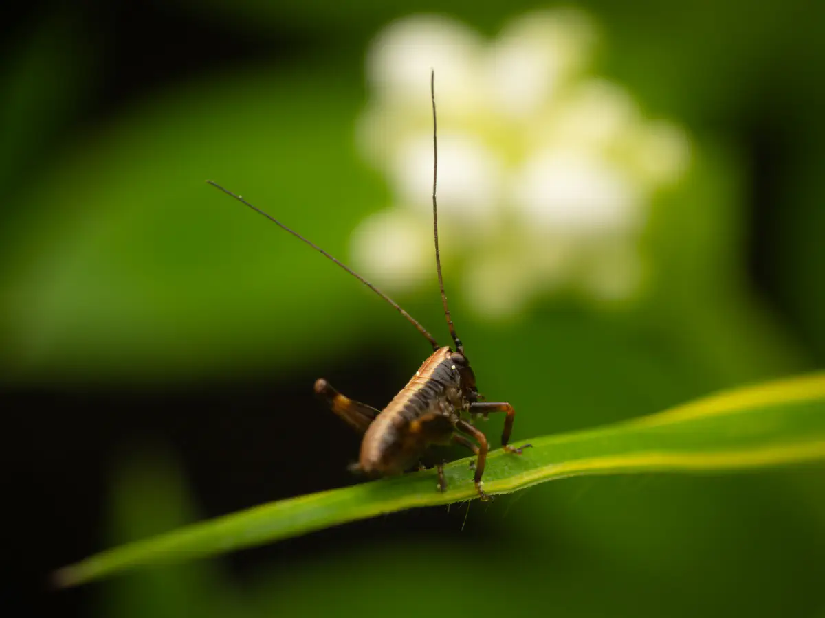 Pholidoptère cendrée