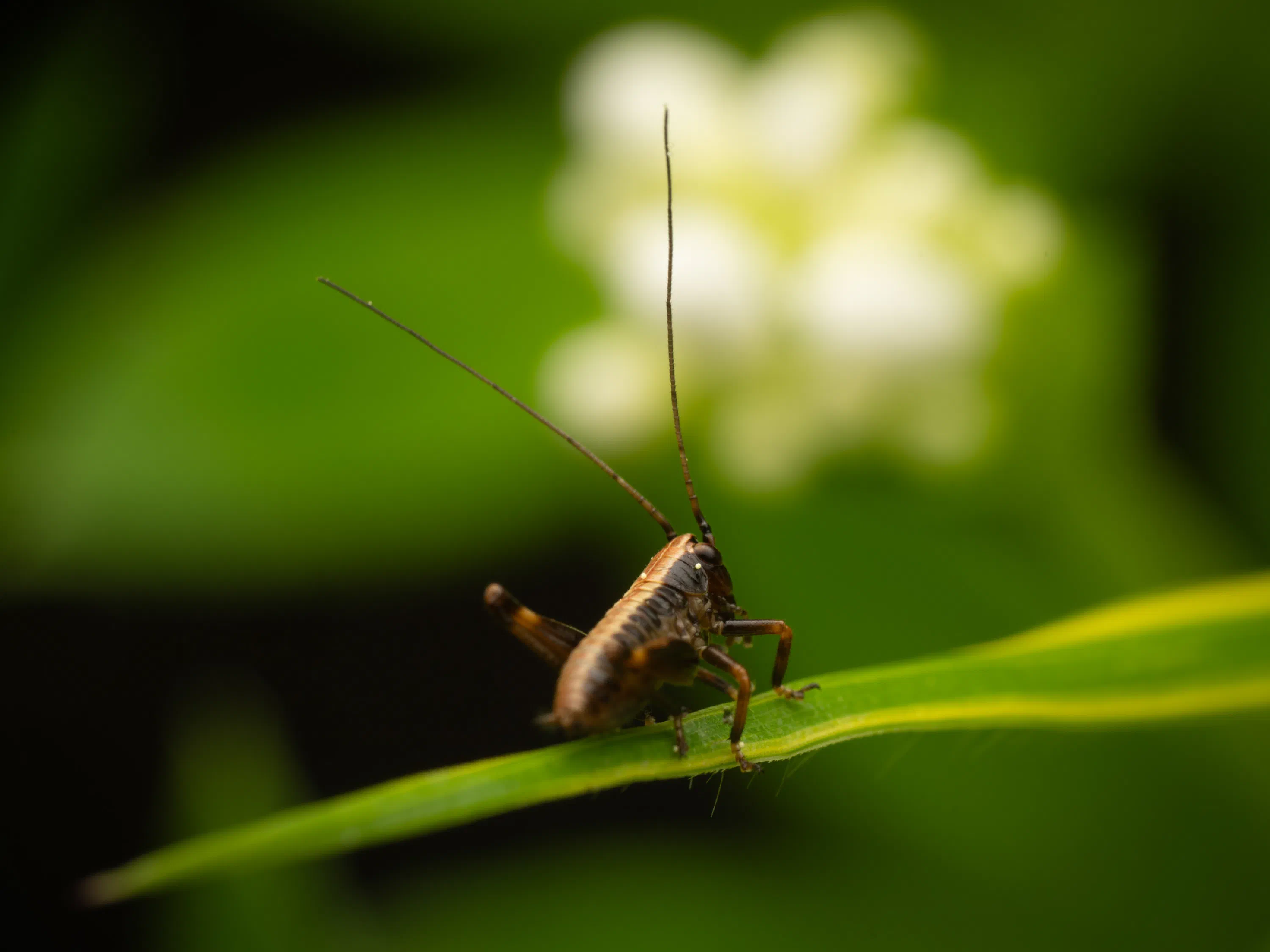 Pholidoptera griseoaptera