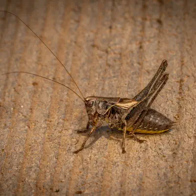 Dark Bush-cricket