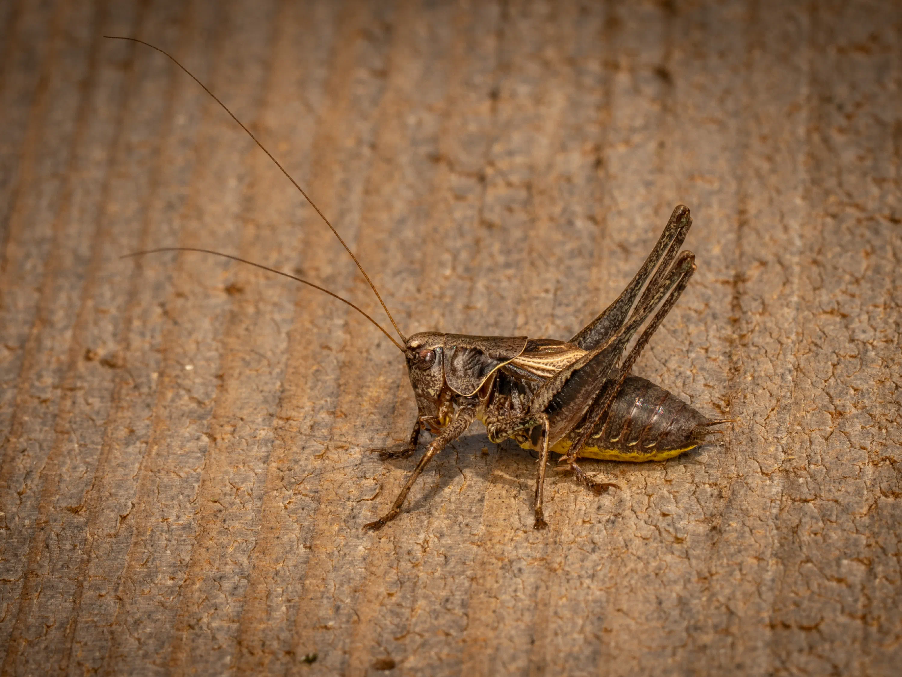 Pholidoptera griseoaptera