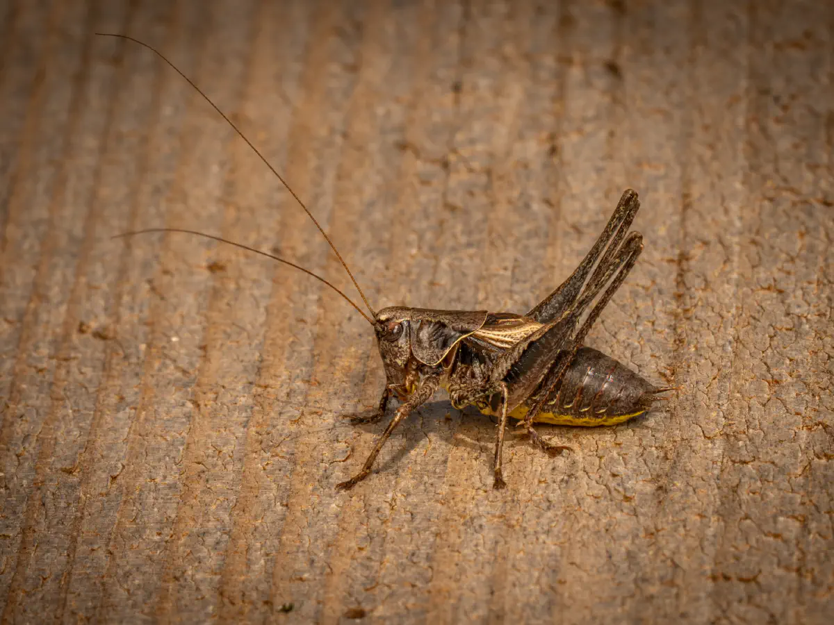 Pholidoptère cendrée