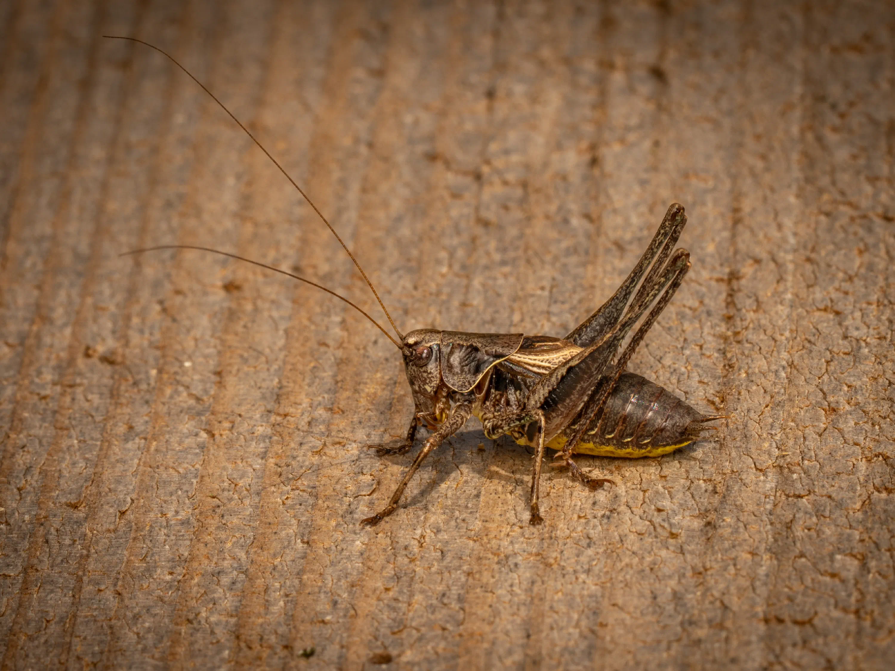Pholidoptera griseoaptera