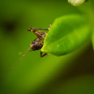 Pholidoptère cendrée